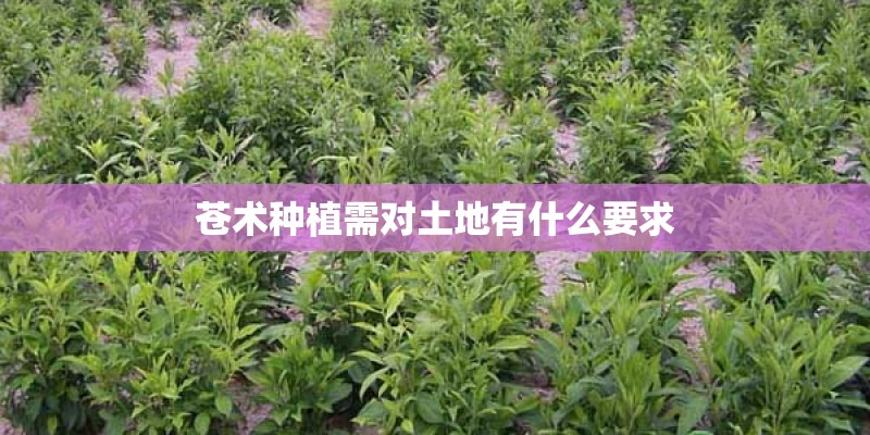 苍术种植需对土地有什么要求