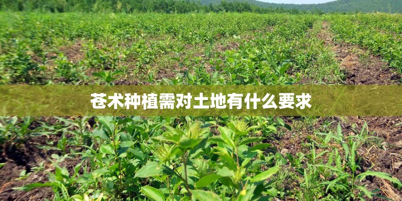 苍术种植需对土地有什么要求