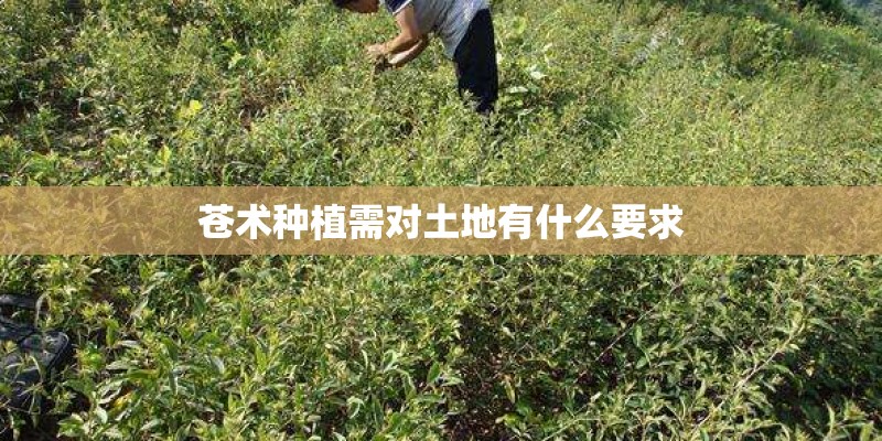 苍术种植需对土地有什么要求