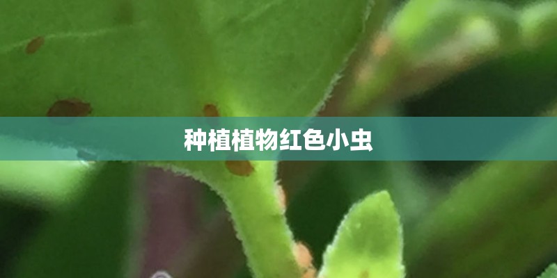 种植植物红色小虫