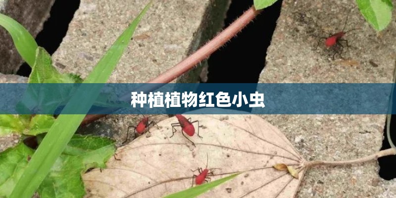 种植植物红色小虫