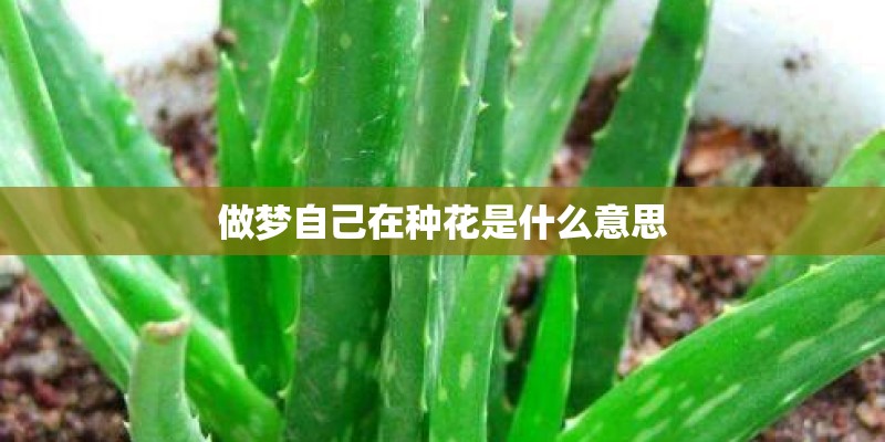 做梦自己在种花是什么意思