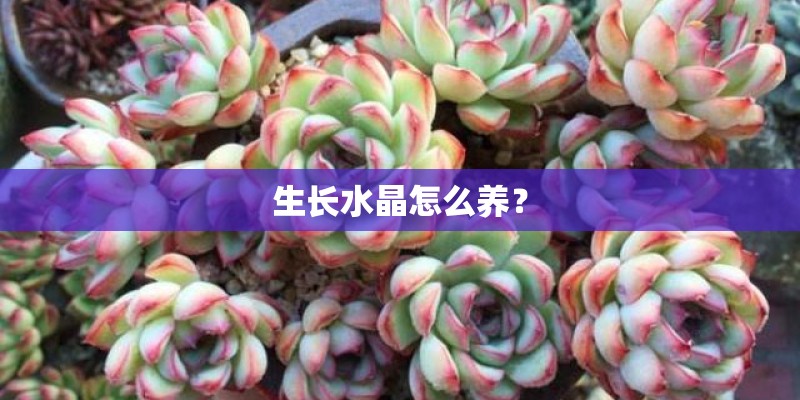 生长水晶怎么养？