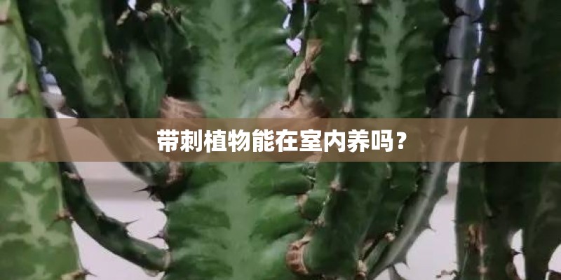 带刺植物能在室内养吗？