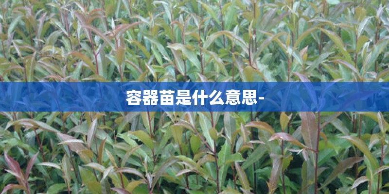 容器苗是什么意思-