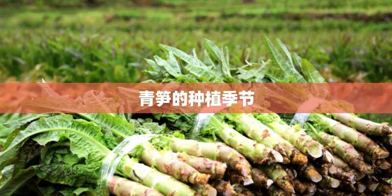 青笋的种植季节