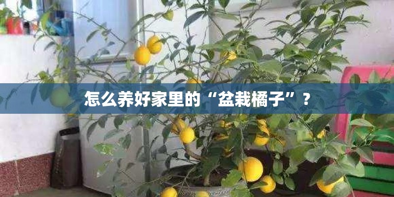 怎么养好家里的“盆栽橘子”？