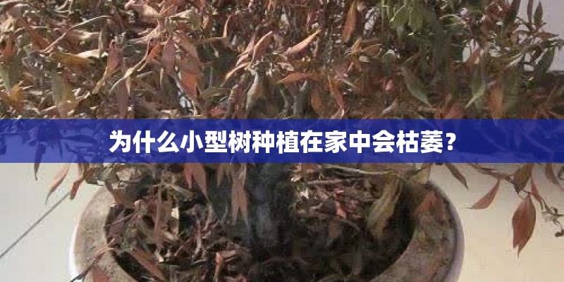 为什么小型树种植在家中会枯萎？