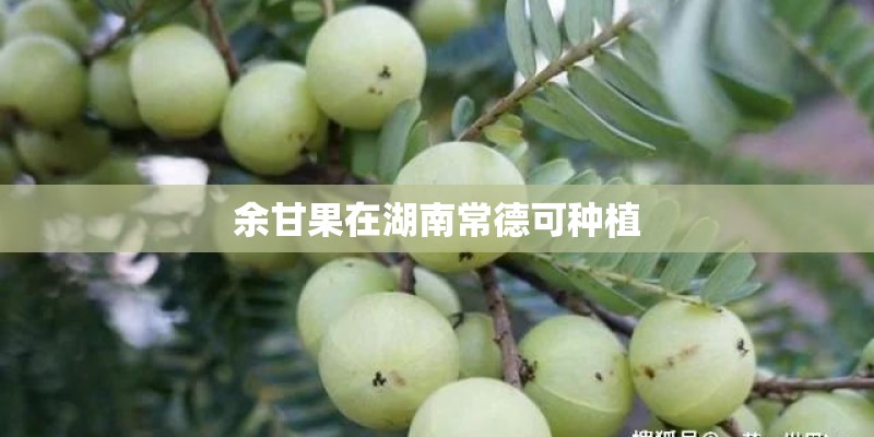 余甘果在湖南常德可种植