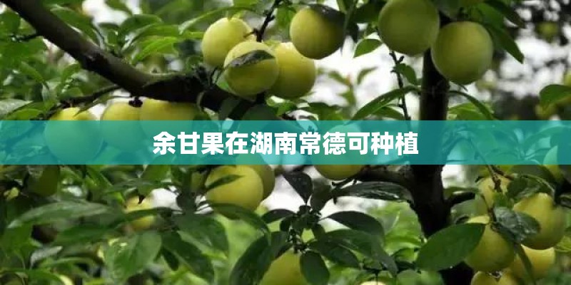 余甘果在湖南常德可种植