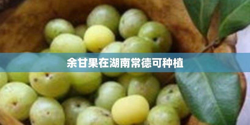 木姜子树怎么种植？