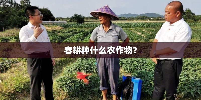 春耕种什么农作物？