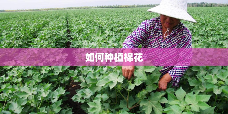 如何种植棉花