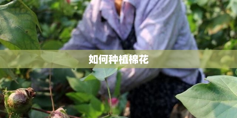 如何种植棉花
