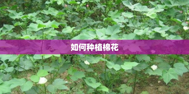 如何种植棉花