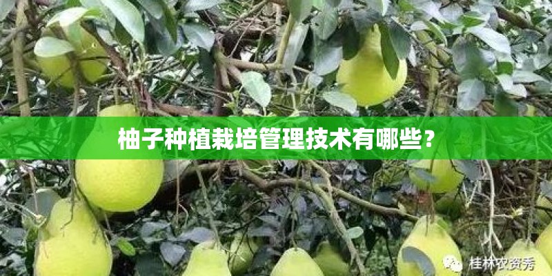柚子种植栽培管理技术有哪些? 柚子种植栽培管理技术有哪些?