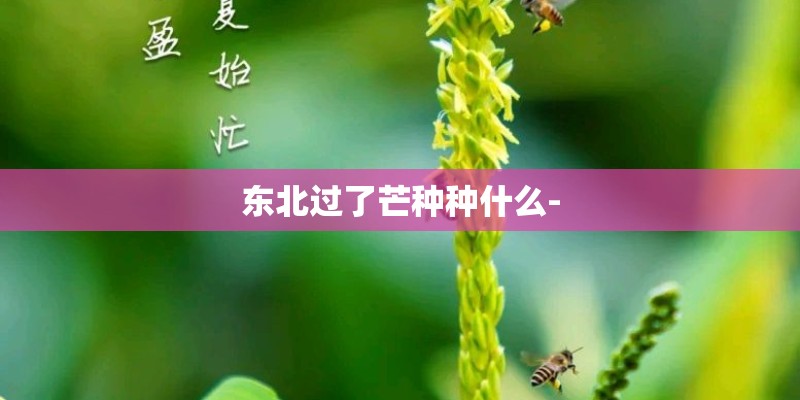 东北过了芒种种什么-