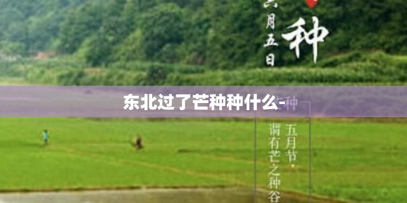 东北过了芒种种什么-