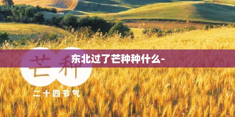 东北过了芒种种什么-