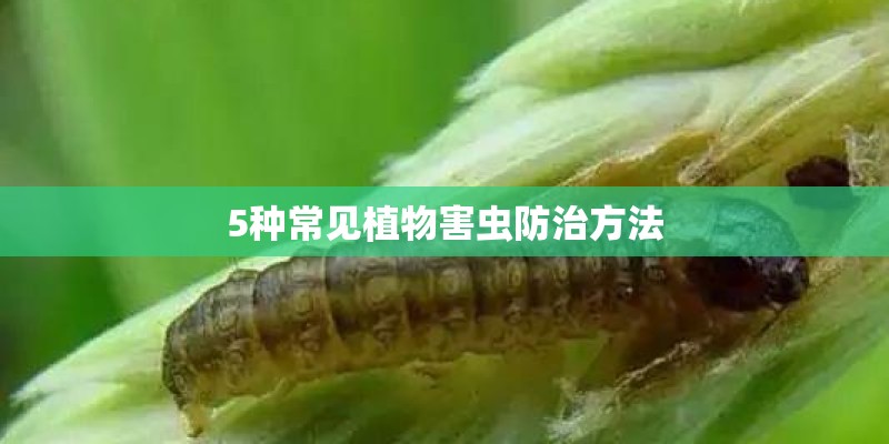 5种常见植物害虫防治方法 5种常见植物害虫防治方法