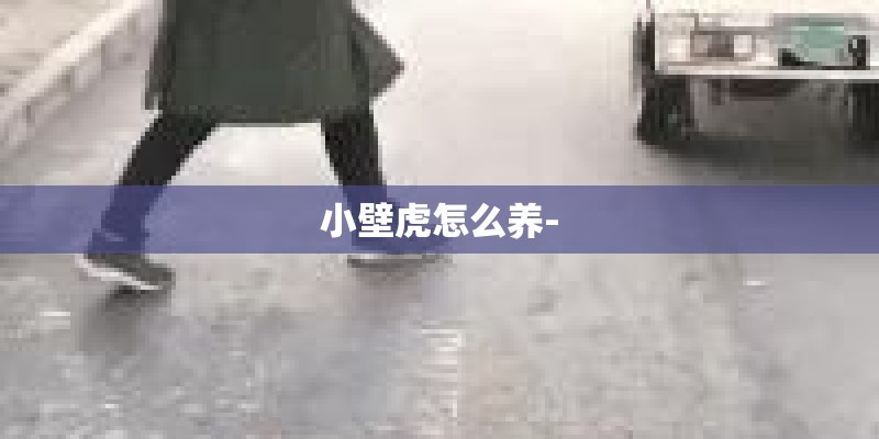 小壁虎怎么养-