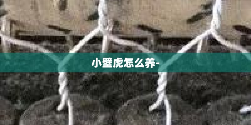 小壁虎怎么养-