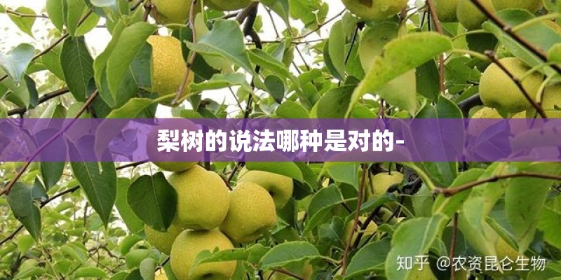梨树的说法哪种是对的-