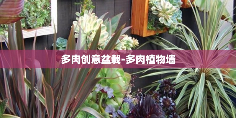 多肉创意盆栽-多肉植物墙