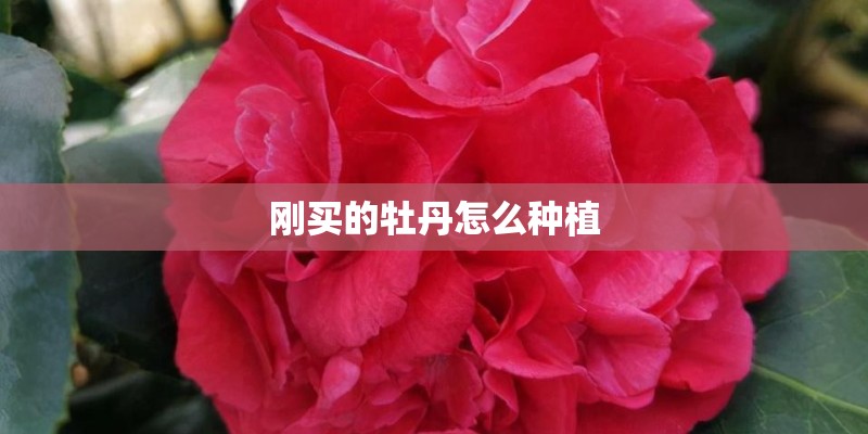 刚买的牡丹怎么种植