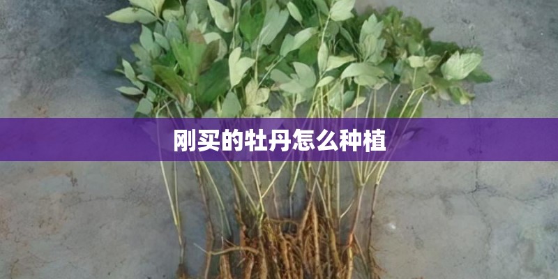 刚买的牡丹怎么种植