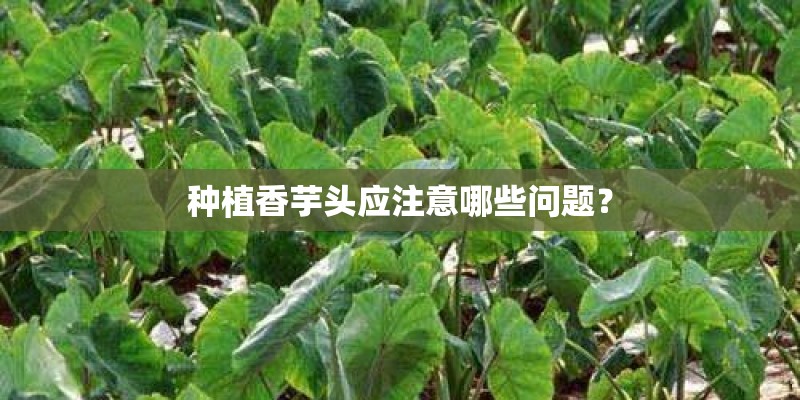 种植香芋头应注意哪些问题？