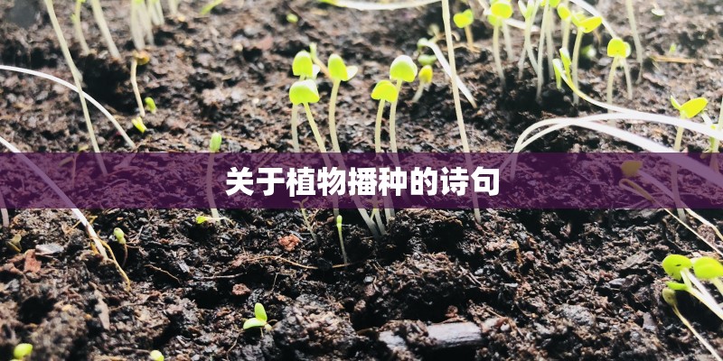 关于植物播种的诗句