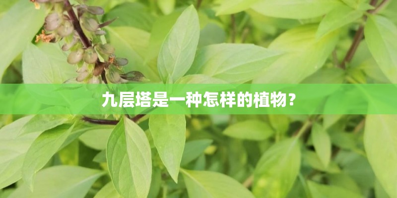 九层塔是一种怎样的植物? 九层塔是一种怎样的植物?