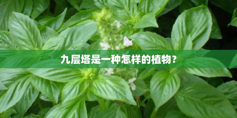 九层塔是一种怎样的植物? 九层塔是一种怎样的植物?
