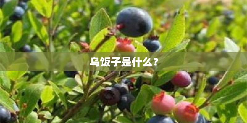 乌饭子是什么？