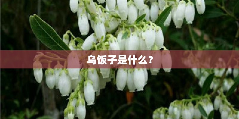 乌饭子是什么？