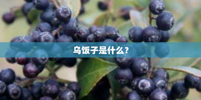 乌饭子是什么？