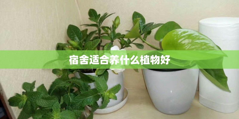宿舍适合养什么植物好