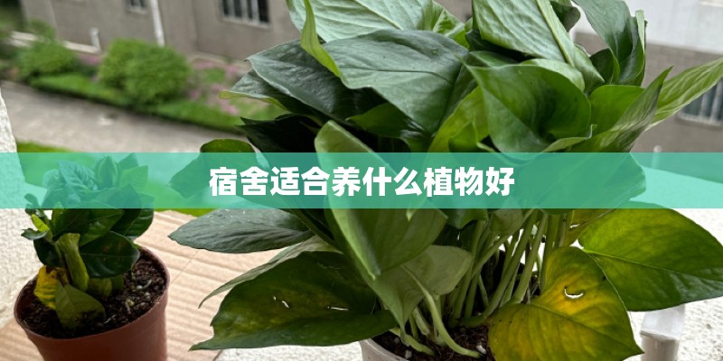 宿舍适合养什么植物好