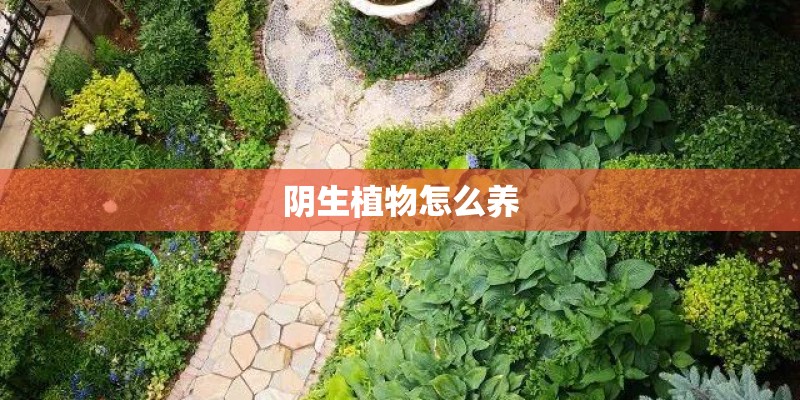 阴生植物怎么养