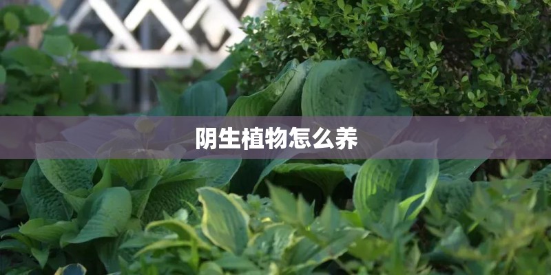 阴生植物怎么养