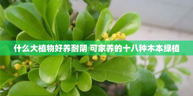 什么大植物好养耐阴 可家养的十八种木本绿植