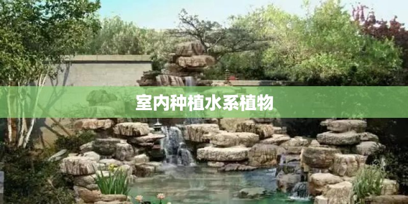 室内种植水系植物