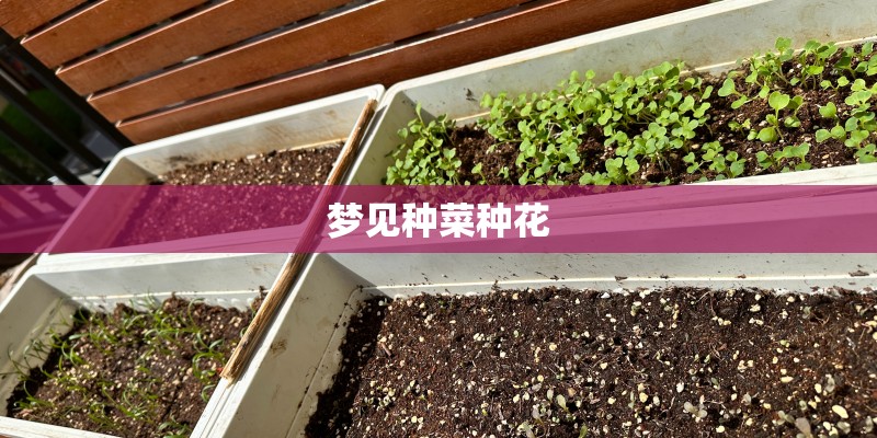 梦见种菜种花