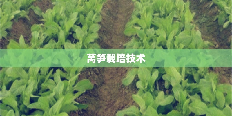 莴笋栽培技术