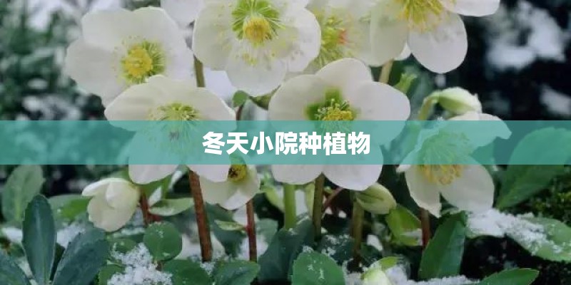 冬天小院种植物