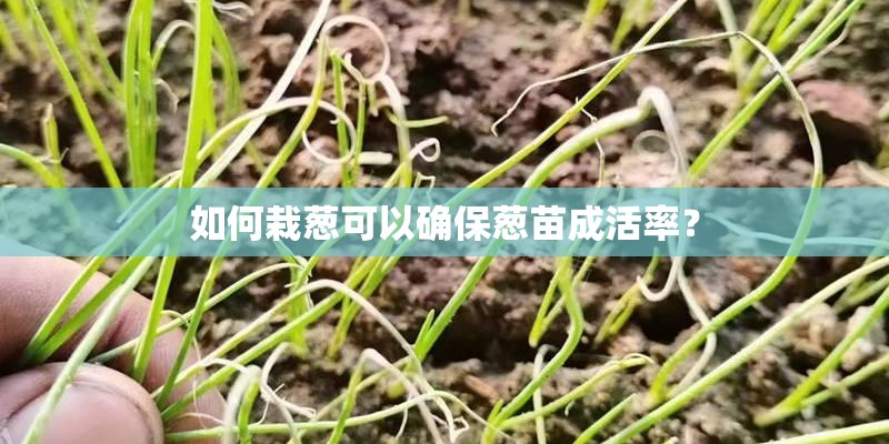 如何栽葱可以确保葱苗成活率？