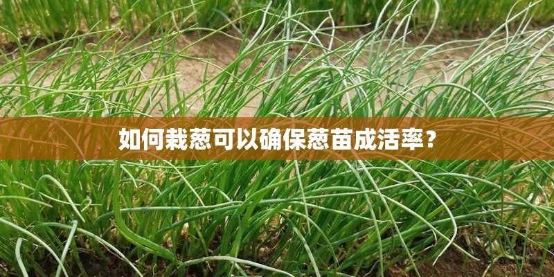 如何栽葱可以确保葱苗成活率？