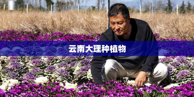 云南大理种植物