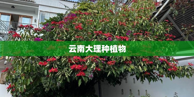 云南大理种植物